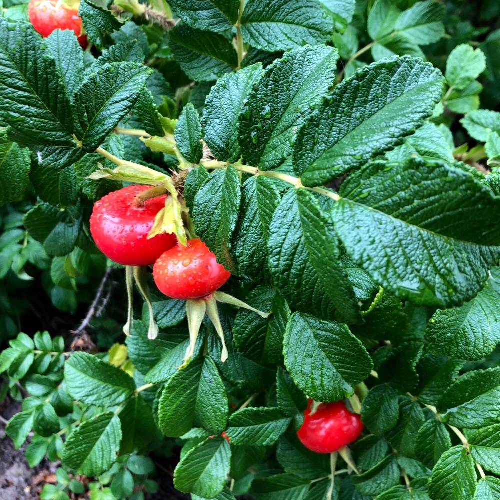 Meet your Posher, Fanny